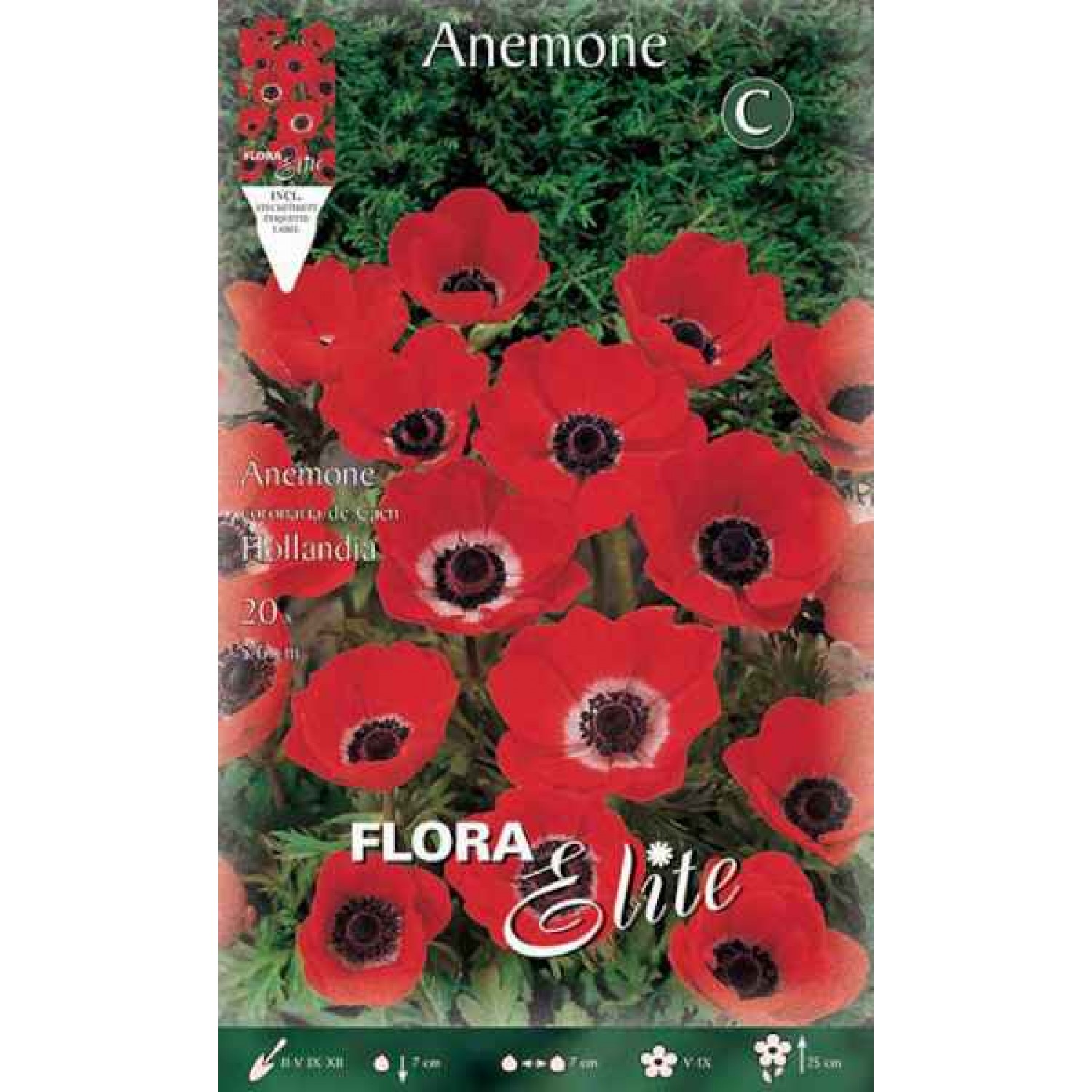 Windflower Anemone coronaria (De Caen Group) 'Hollandia' Bulb - Garden Anemones