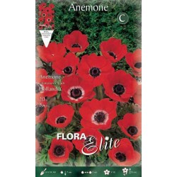 Ανεμώνη Ντε Καέν Γκρουπ 'Hollandia' (Anemone coronaria 'Hollandia') Βολβός-Κορμός - Ανεμώνες Βολβοί-Κορμοί