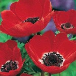 Windflower Anemone coronaria (De Caen Group) 'Hollandia' Bulb - Garden Anemones