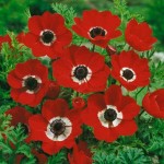 Windflower Anemone coronaria (De Caen Group) 'Hollandia' Bulb - Garden Anemones