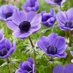 Windflower (De Caen Group) 'Mr. Fokker' Bulb (Anemone coronaria 'Mr. Fokker') - Garden Anemones