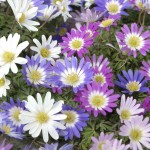 Ανεμώνη Μπλάντα Μίγμα Mixed (Anemonoides blanda)-Βολβός Ανεμώνη Μπλάντα Μίγμα Mixed (Anemonoides blanda)-Ανεμοειδής Βολβός-Κορμός - Ανεμώνες Βολβοί-Κορμοί