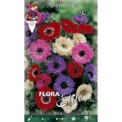 Ανεμώνη Σεντ Μπριτζίτ Γκρουπ 'St. Brigid' Mixed (Anemone coronaria 'St. Brigid') Βολβός-Κορμός - Ανεμώνες Βολβοί-Κορμοί