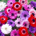 Windflower (St. Brigid Group) 'St. Brigid' Bulb (Anemone coronaria 'St. Brigid') - Garden Anemones