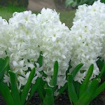 Common Hyacinths White (Hyacinthus orientalis) Bulb