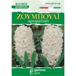 Common Hyacinths White (Hyacinthus orientalis) Bulb