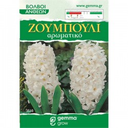 Common Hyacinth White (Hyacinthus orientalis) Bulb Common Hyacinths White (Hyacinthus orientalis) Bulb
