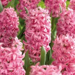 Common Hyacinths Pink (Hyacinthus orientalis) Bulb