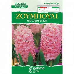 Common Hyacinth Pink (Hyacinthus orientalis) Bulb Common Hyacinths Pink (Hyacinthus orientalis) Bulb