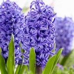 Common Hyacinths Mauve (Hyacinthus orientalis) Bulb