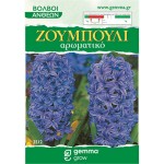 Common Hyacinths Mauve (Hyacinthus orientalis) Bulb