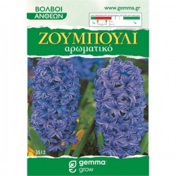 Common Hyacinth Mauve (Hyacinthus orientalis) Bulb Common Hyacinths Mauve (Hyacinthus orientalis) Bulb