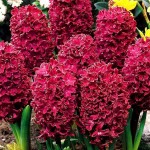 Common Hyacinths Red (Hyacinthus orientalis) Bulb