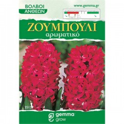 Common Hyacinth Red (Hyacinthus orientalis) Bulb Common Hyacinths Red (Hyacinthus orientalis) Bulb