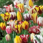 Tulip Rembrandt Mix Bulbs (Tulipa spp.) - Fall Planting Tulips Rembrandt Mix Bulbs (Tulipa spp.)