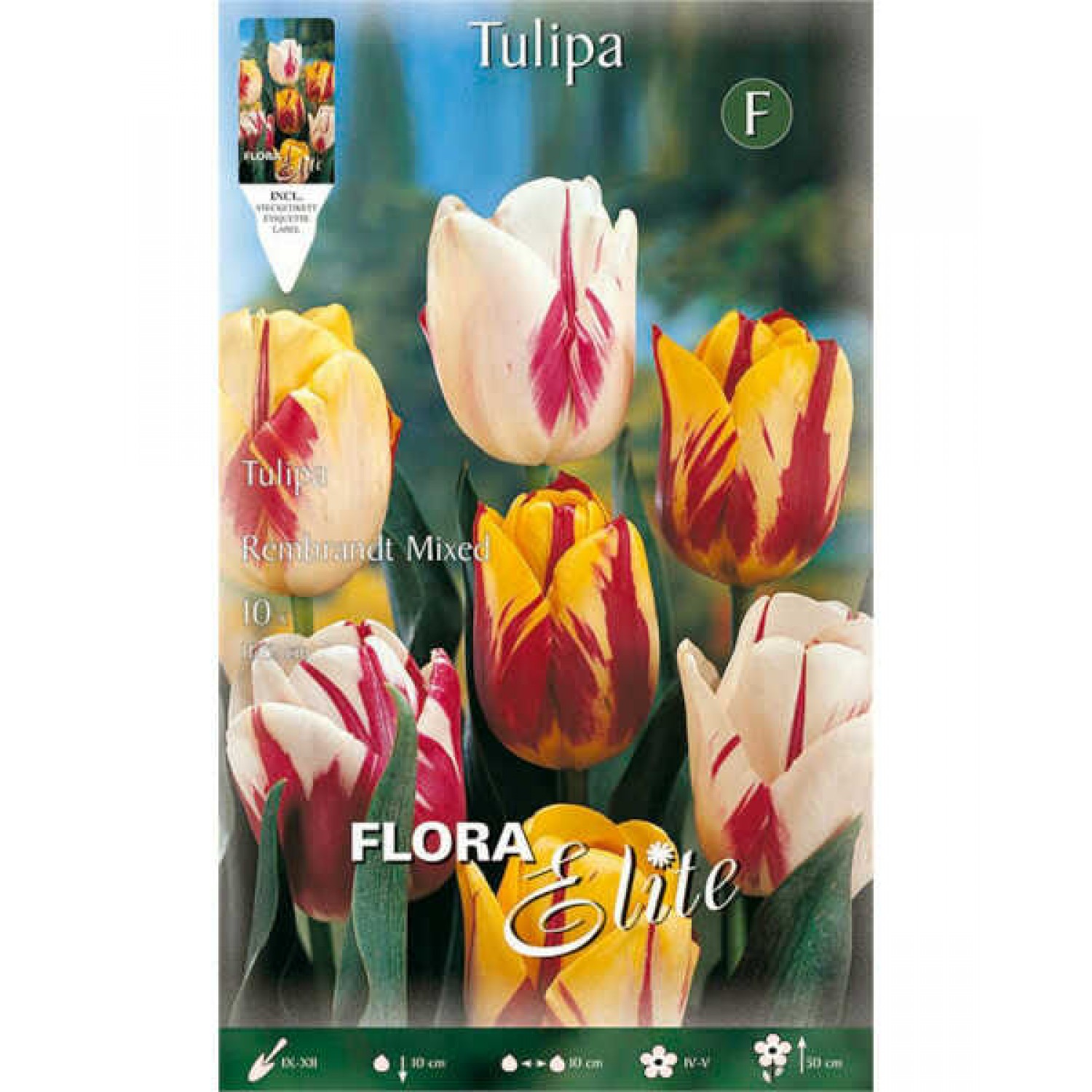 Tulip Rembrandt Mix Bulbs (Tulipa spp.) - Fall Planting Tulips Rembrandt Mix Bulbs (Tulipa spp.)