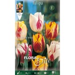 Tulip Rembrandt Mix Bulbs (Tulipa spp.) - Fall Planting Tulips Rembrandt Mix Bulbs (Tulipa spp.)