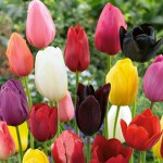 Tulip Classic Mix (Tulipa spp.) Bulbs - Fall Planting Tulips Classic Mix (Tulipa spp.) Bulbs - Fall Planting