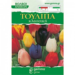 Tulips Classic Mix (Tulipa spp.) Bulbs - Fall Planting