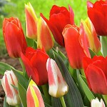 Τουλίπες Βοτανικές Μείγμα (Tulipa spp.) Βολβοί