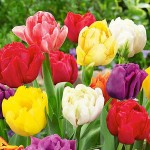Τουλίπες Διάφορες Μείγμα (Tulipa spp.) Βολβοί