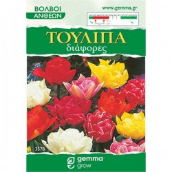 Tulips Various Mix (Tulipa spp.) Bulbs - Fall Planting