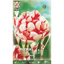 Tulips Carnaval de Nice Bulbs (Tulipa ‘Carnaval de Nice’) Bulbs