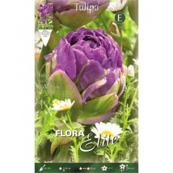 Tulips Blue Wow Bulbs (Tulipa ‘Blue Wow’)