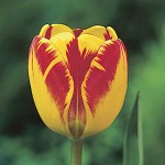 Tulips 'Jan Seignette' Bulbs (Tulipa x hybrida 'Jan Seignette')