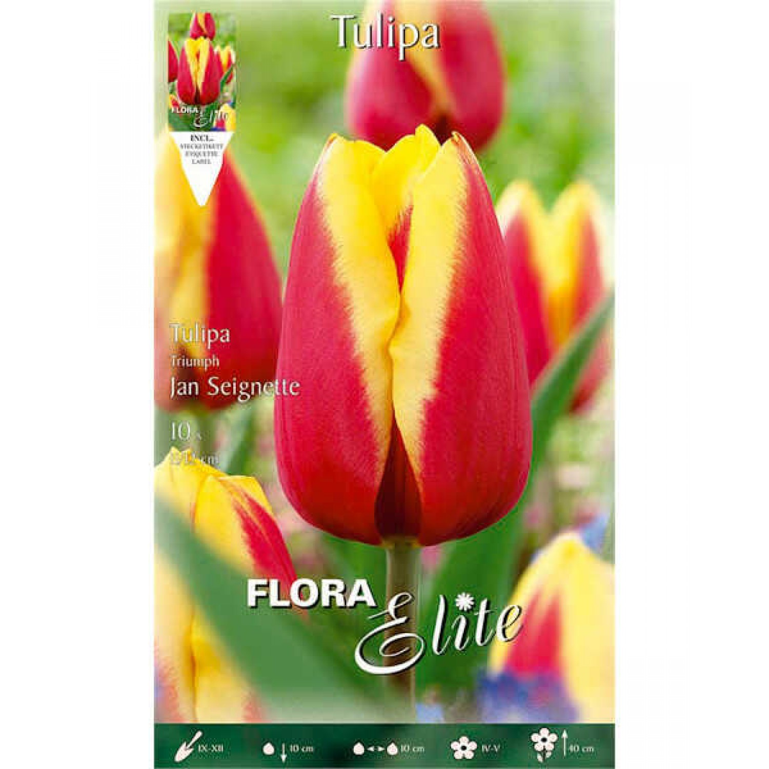 Tulips 'Jan Seignette' Bulbs (Tulipa x hybrida 'Jan Seignette')