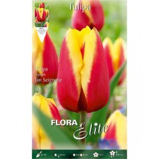 Τουλίπες Jan Seignette Βολβοί (Tulipa x hybrida 'Jan Seignette')
