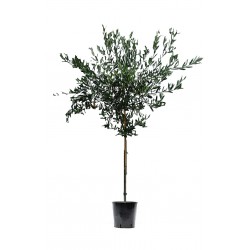 Ελιά Δένδρο (Olea europaea) Ελαιόδεντρα - Ποικιλίες Ελιάς