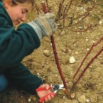 Felco 10 Left Handed Pruning Shears Genuine 21cm D25mm - Official Dealership Pruners-Secateurs