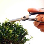 Bonsai Scissors 75mm OKATSUNE 200 Large Model Bonsai Scissors 75mm OKATSUNE 200 Large Model - Japanese Bonsai Scissors