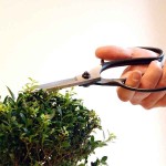 Bonsai Scissors 75mm OKATSUNE 200 Large Model Bonsai Scissors 75mm OKATSUNE 200 Large Model - Japanese Bonsai Scissors