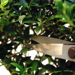 Ψαλίδι Μπονσάι 52mm OKATSUNE 221 Τύπος Small Ψαλίδι Μπονσάι 52mm OKATSUNE 221 Τύπος Small - Επαγγελματικά Ψαλίδια Bonsai