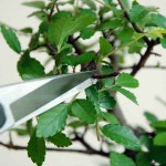 Ψαλίδι OKATSUNE 207 Αραίωσης-Κλαδέματος Βαρέος Τύπου - Ψαλίδια για Αραίωση-Συγκομιδή-Κλάδεμα Μπονσάι