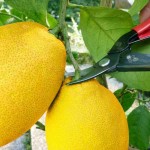 OKATSUNE 301 Harvest Shears With Curved Blade - Harvesting Vegetables and Fruits Shears