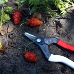 OKATSUNE 301 Harvest Shears With Curved Blade - Harvesting Vegetables and Fruits Shears