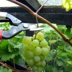 OKATSUNE 301 Harvest Shears With Curved Blade - Harvesting Vegetables and Fruits Shears