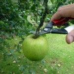 OKATSUNE 301 Harvest Shears With Curved Blade - Harvesting Vegetables and Fruits Shears