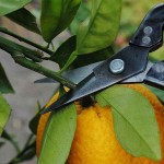 Ψαλίδι OKATSUNE 307 Αραίωσης για Ημι-Ξυλώδη Στελέχη Ψαλίδι OKATSUNE 307 Αραίωσης για Ημι-Ξυλώδη Στελέχη - Ψαλίδια για Αραίωση Ημιξυλοποιημένων Βλαστών
