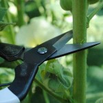 Ψαλίδι OKATSUNE 307 Αραίωσης για Ημι-Ξυλώδη Στελέχη Ψαλίδι OKATSUNE 307 Αραίωσης για Ημι-Ξυλώδη Στελέχη - Ψαλίδια για Αραίωση Ημιξυλοποιημένων Βλαστών