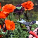 Ψαλίδι OKATSUNE 307 Αραίωσης για Ημι-Ξυλώδη Στελέχη Ψαλίδι OKATSUNE 307 Αραίωσης για Ημι-Ξυλώδη Στελέχη - Ψαλίδια για Αραίωση Ημιξυλοποιημένων Βλαστών
