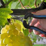 VESCO B1 16cm 80gr Vintage Shears Stainless Steel Blades - Picking and Trimming Scissors