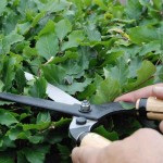OKATSUNE 214 76.5cm Long Handled & Medium Bladed Hedge Shears - Hedge Shears-Manual Hedge Trimmers