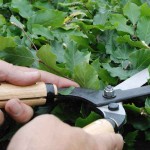OKATSUNE 214 76.5cm Long Handled & Medium Bladed Hedge Shears - Hedge Shears-Manual Hedge Trimmers