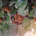 Geo HUMULEV 50L Manure, Compost & Attapulgite by GeoHUMUS® - Humic Soil Conditioners for Lawns, Orchards & Gardens