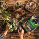 LECHUZA Cactuspon Substrate For Cacti-Succulent Plants