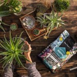 LECHUZA Basicpon Substrate for Sensitive Plants & Cuttings - Mineral Plant Substrates LECHUZA Basicpon Substrate-Sensitive Plants & Cuttings